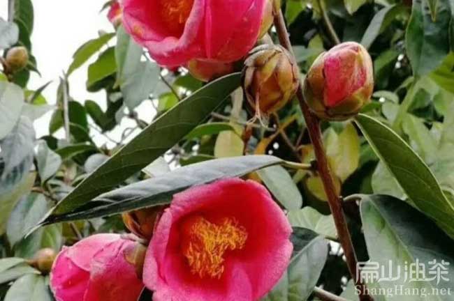  陽(yáng)江紅花油茶基地