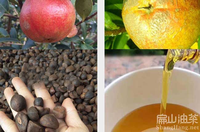 益陽(yáng)茶籽回收