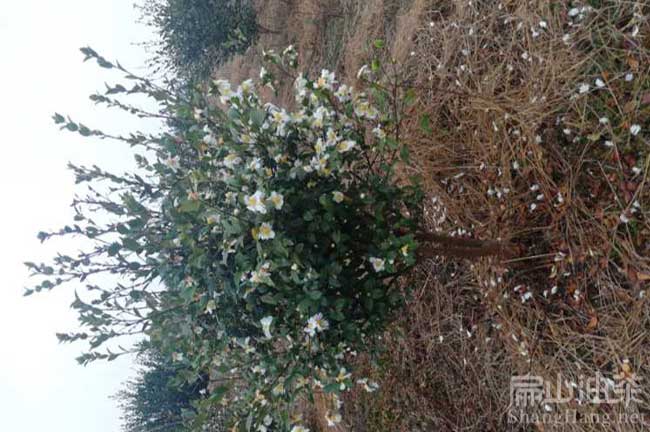 湖南白花茶樹(shù)種植
