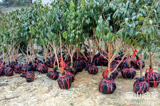 廣西紅花大果油茶樹(shù)