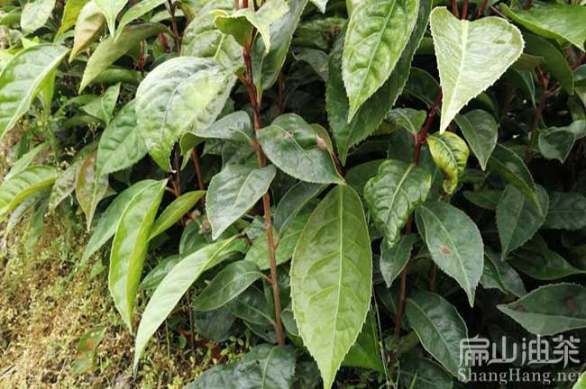 廣西軟枝油茶苗批發(fā)