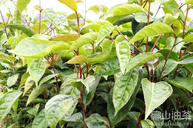 廣西大紅花油茶基地