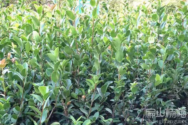 湖南茶樹(shù)苗