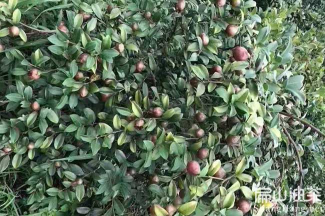  江西高產(chǎn)長(cháng)林油茶苗
