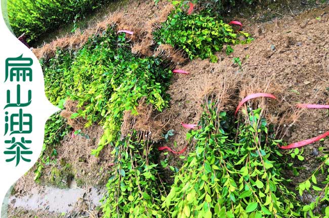 龍門(mén)油茶苗