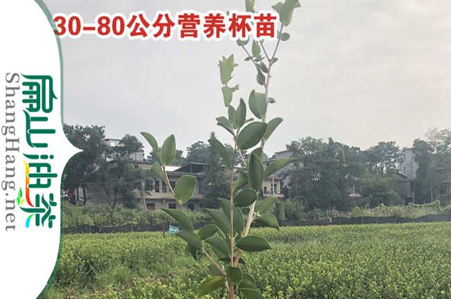 鳳山茶籽樹(shù)苗價(jià)格