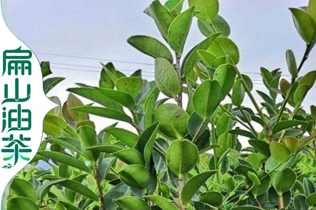 衡陽(yáng)油茶基地