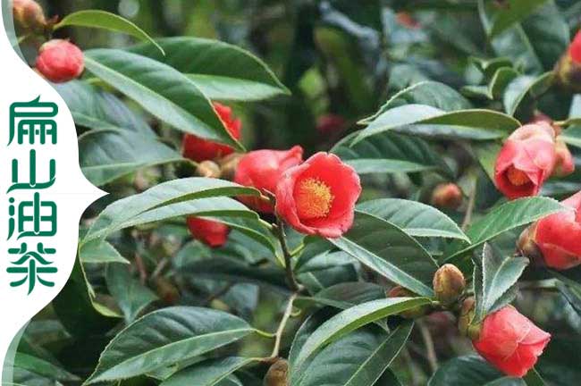 鳳山紅花茶籽樹(shù)苗