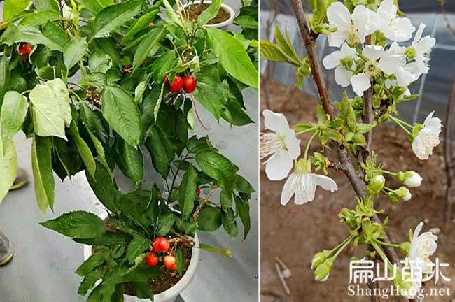 欽州車(chē)厘子樹(shù)苗