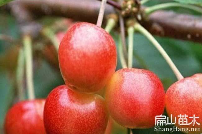 廣西櫻桃樹(shù)苗