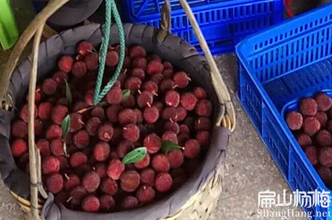 長(cháng)塘東魁楊梅苗批發(fā)