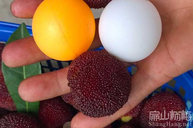 廈門(mén)楊梅種植