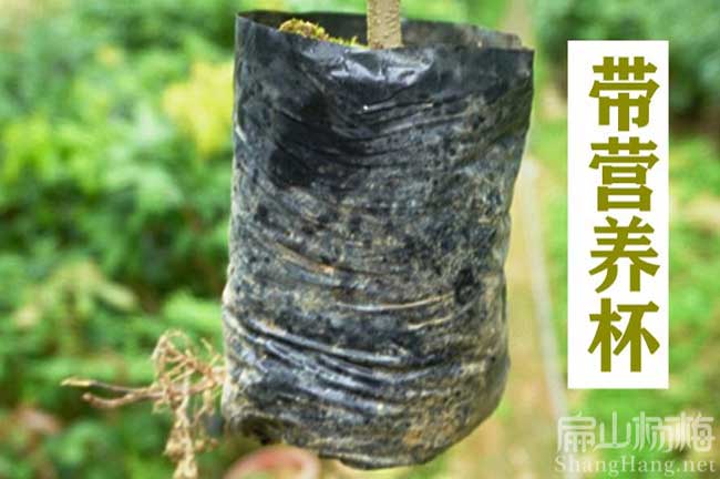 金坪鄉楊梅杯苗批發(fā)