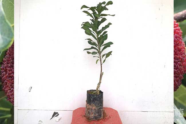 揭陽(yáng)水晶楊梅杯苗