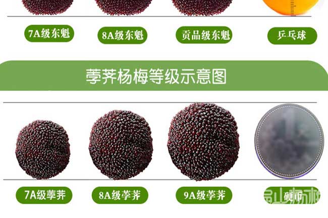 廈門(mén)大黑炭楊梅