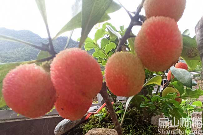 嘉會(huì )紅楊梅苗