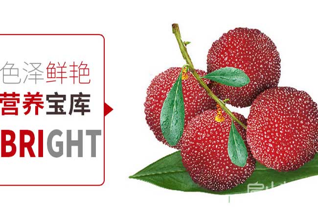 安陽(yáng)東魁楊梅