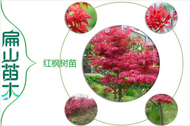 福州楓樹(shù)苗批發(fā)