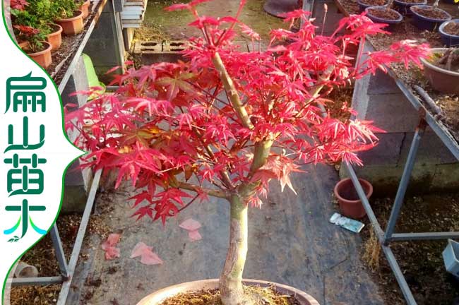 南平紅楓樹(shù)苗