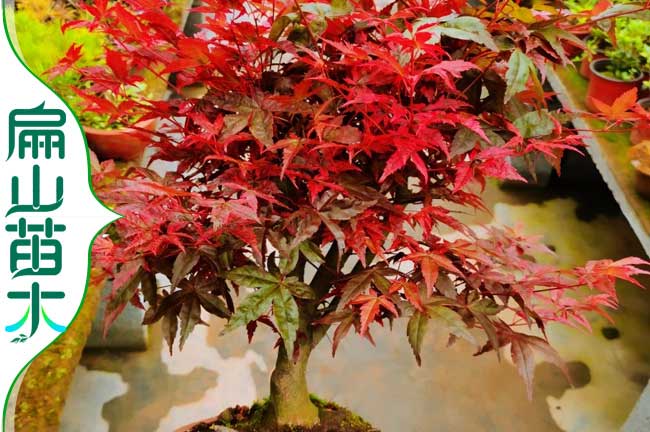 漳州紅楓樹(shù)苗