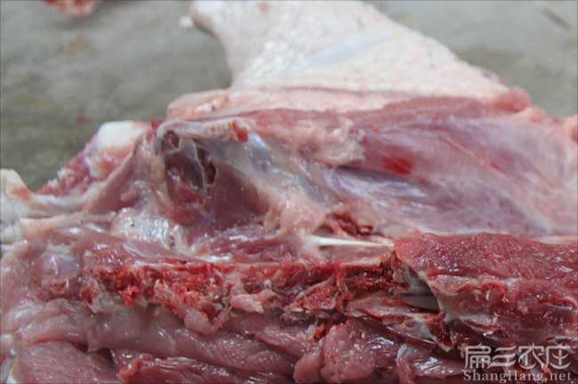 漳州肉兔肉價(jià)格