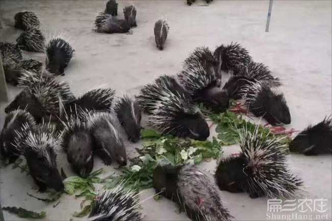 廈門(mén)肉兔養殖