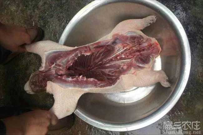 惠州肉兔養殖