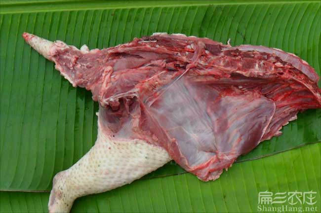 莆田肉兔肉價(jià)格