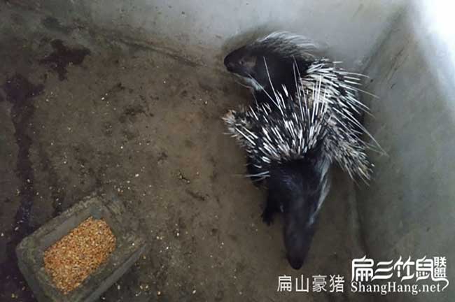 江門(mén)肉兔種苗批發(fā)
