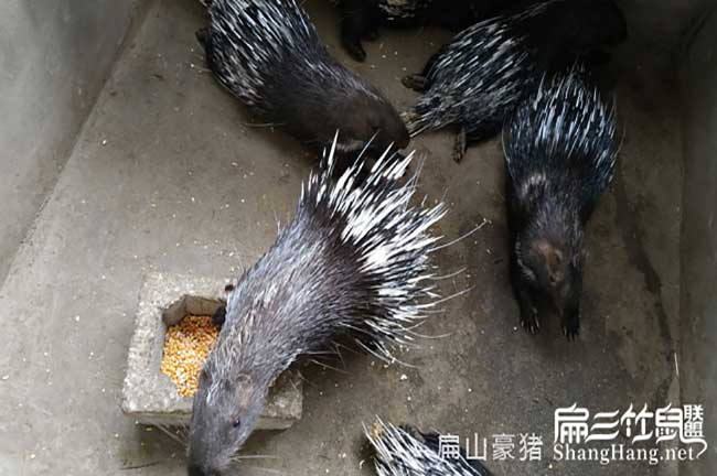 陽(yáng)江商品肉兔肉批發(fā)