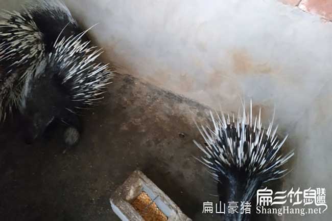 上杭肉兔養殖