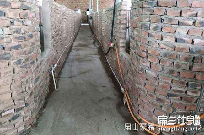 杭州肉兔養殖