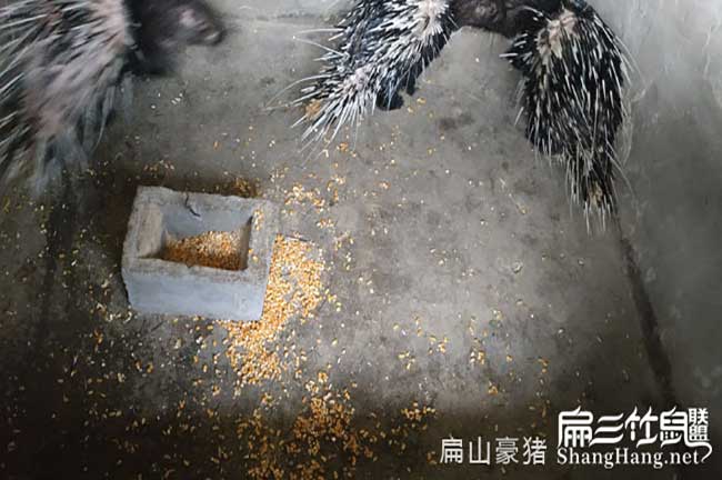 長(cháng)汀肉兔養殖