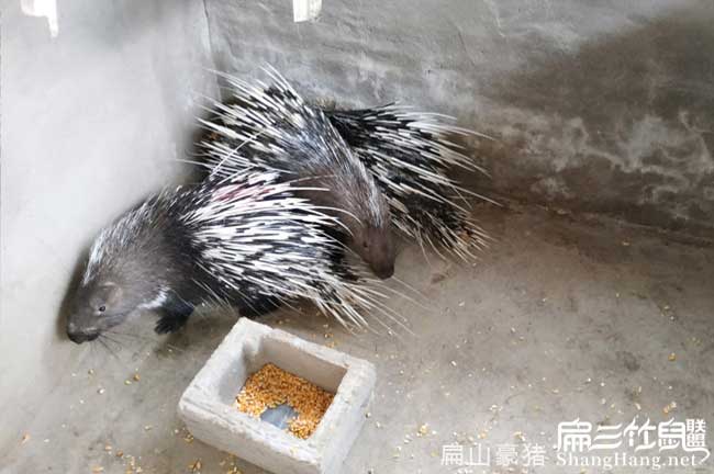 云浮商品肉兔肉批發(fā)