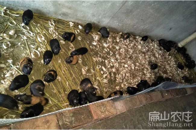 黑豚養殖技術(shù) 