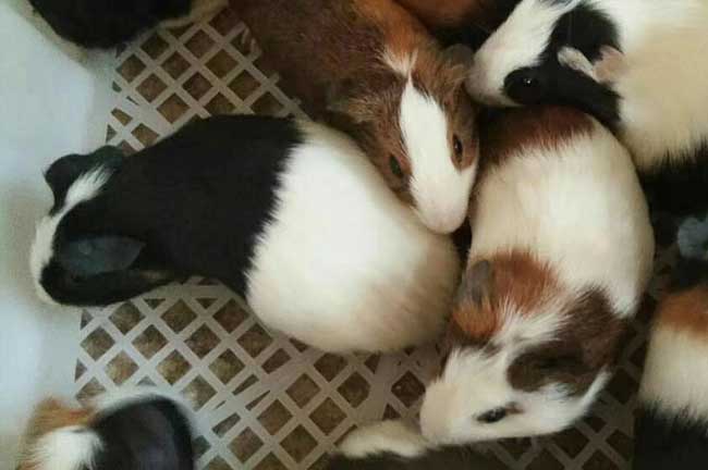 龍巖黑豚種苗