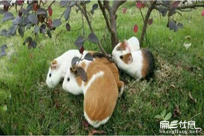 泉州規模豚鼠養殖