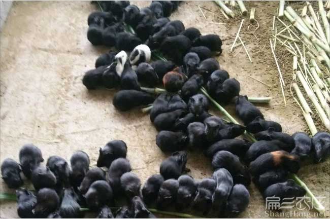 惠州豚鼠養殖