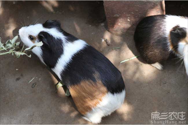 江西豚鼠養殖技術(shù)
