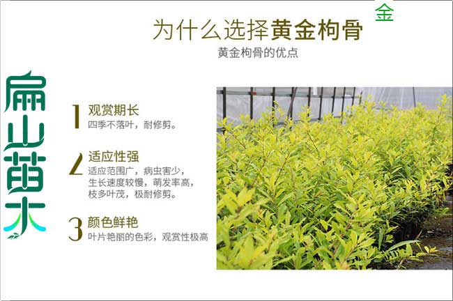 漳州黃金枸骨樹(shù)苗