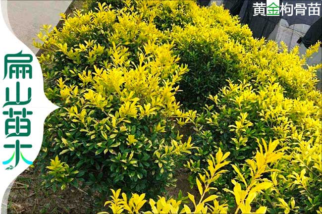 周寧黃金枸骨樹(shù)苗