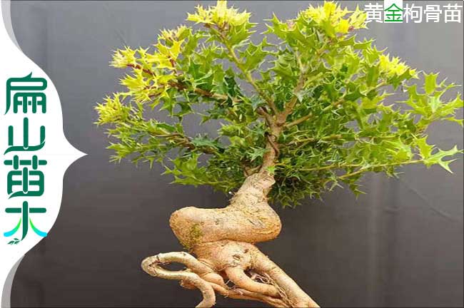 梅州黃金枸骨樹(shù)苗