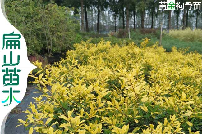 惠州黃金枸骨樹(shù)苗