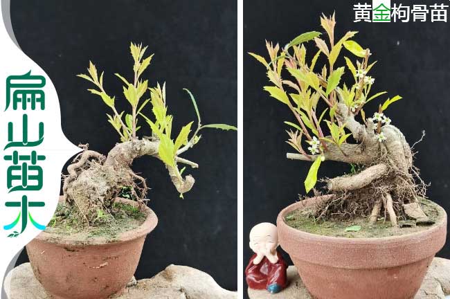 漳州黃金枸骨樹(shù)苗