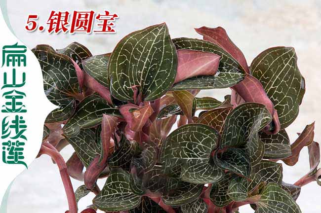 貴州金線(xiàn)蓮種苗批發(fā)