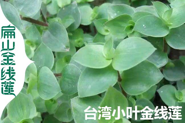 臺灣小葉金線(xiàn)蓮苗批發(fā)