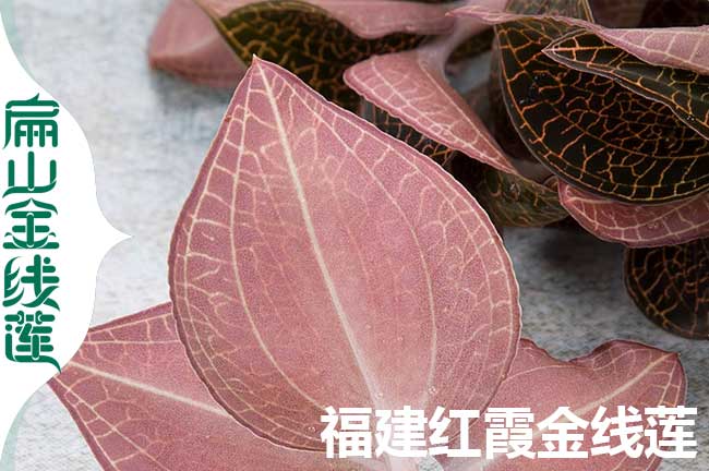 金壇紅霞金線(xiàn)蓮苗