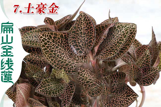 江西金線(xiàn)蓮種植