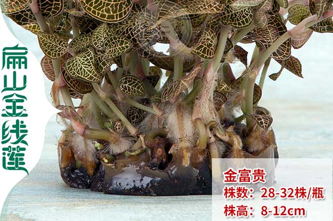 28珠金線(xiàn)蓮瓶苗