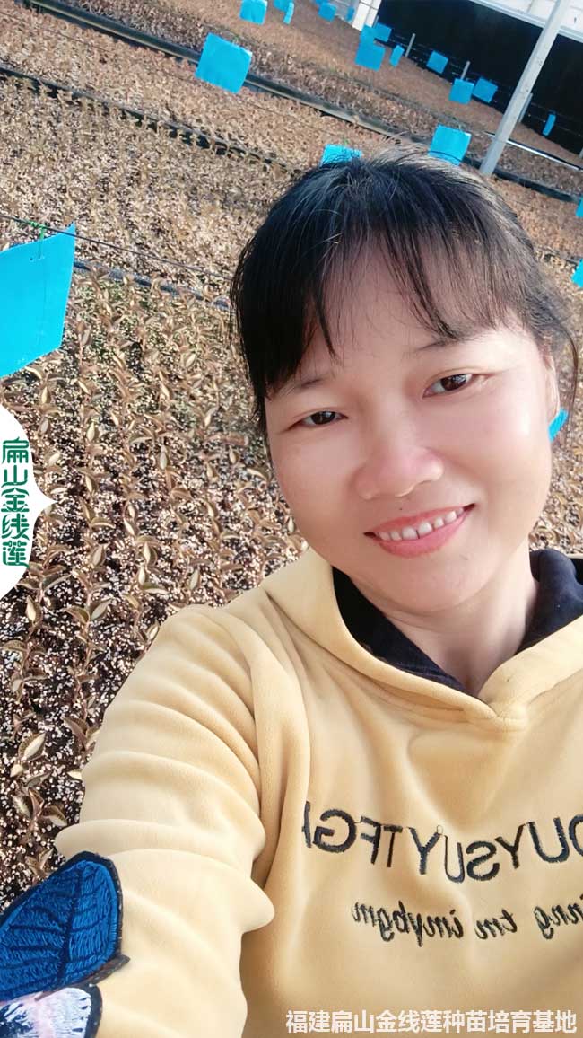 龍巖金線(xiàn)蓮種苗培育基地